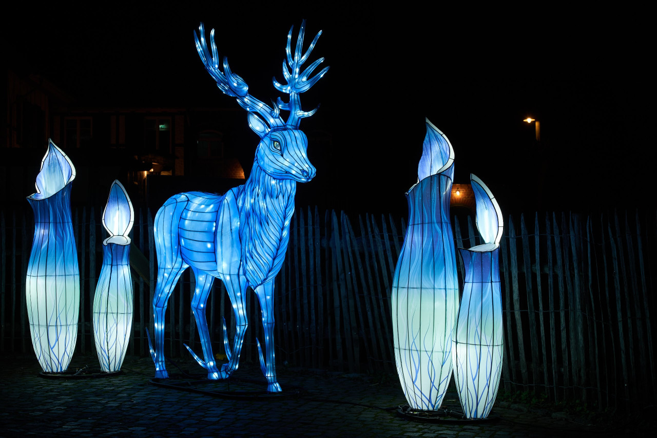 2024-01-03 Köln Zoo China Lights 1025
