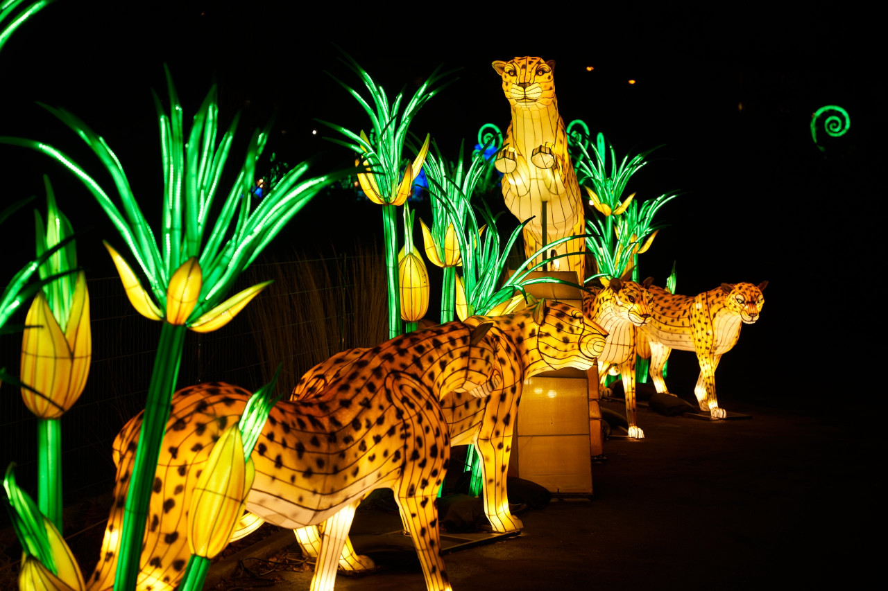 2024-01-03 Köln Zoo China Lights 1079