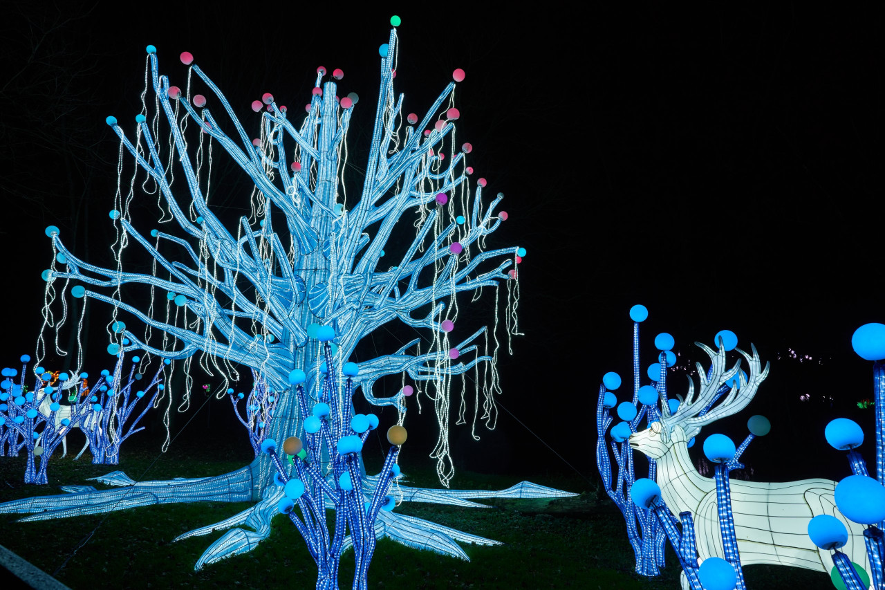 2024-01-03 Köln Zoo China Lights 1158