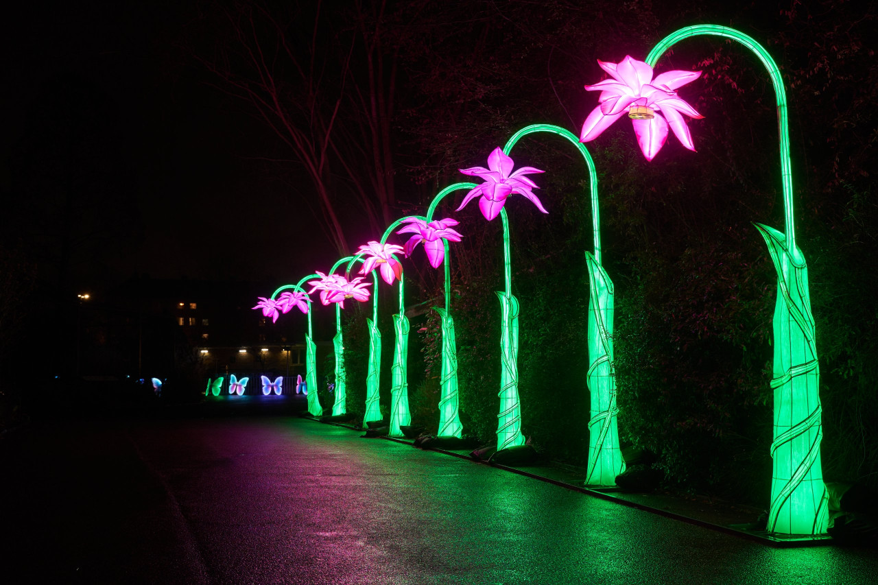 2024-01-03 Köln Zoo China Lights 1240