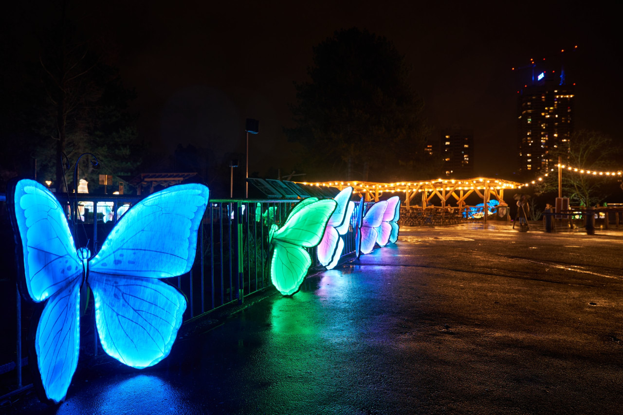 2024-01-03 Köln Zoo China Lights 1251