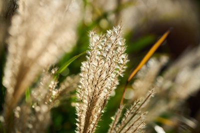 2025-11-02 Gruga 0065