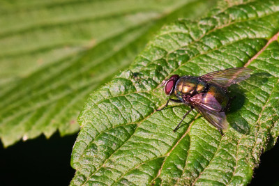 2026-06-18 Gruga 0438