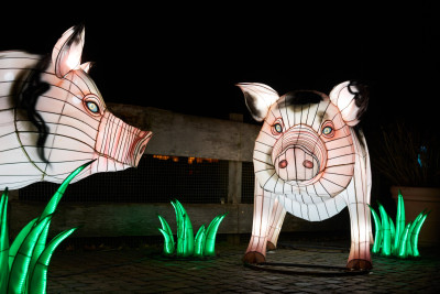 2024-01-03 Köln Zoo China Lights 1014