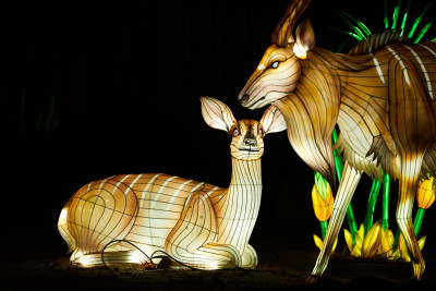 2024-01-03 Köln Zoo China Lights 1076