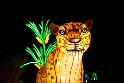 2024-01-03 Köln Zoo China Lights 1084