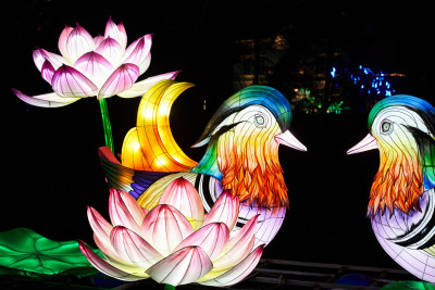 2024-01-03 Köln Zoo China Lights 1099