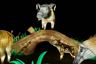 2024-01-03 Köln Zoo China Lights 1115