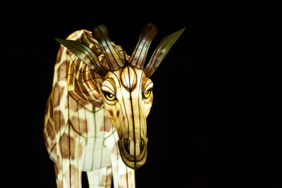 2024-01-03 Köln Zoo China Lights 1128