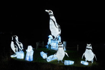 2024-01-03 Köln Zoo China Lights 1221