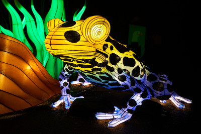 2024-01-03 Köln Zoo China Lights 1235