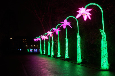 2024-01-03 Köln Zoo China Lights 1240